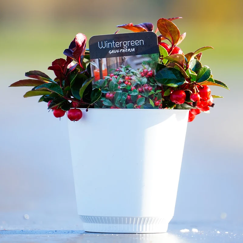 Tabletop American Wintergreen in White Pot
