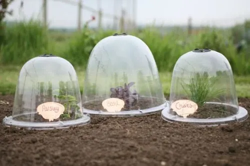 Victorian Bell Cloches