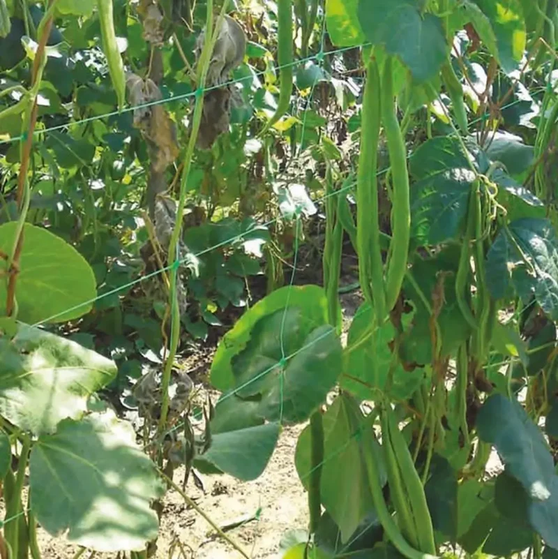 Pea and Bean Netting - Green
