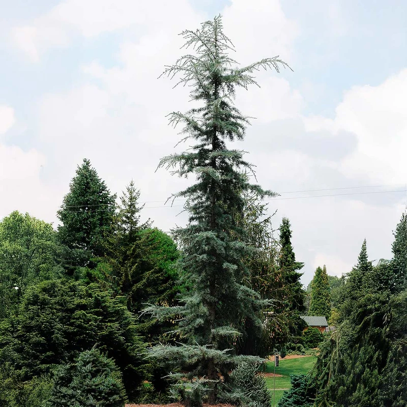 Karl Fuchs Himalayan Cedar Tree