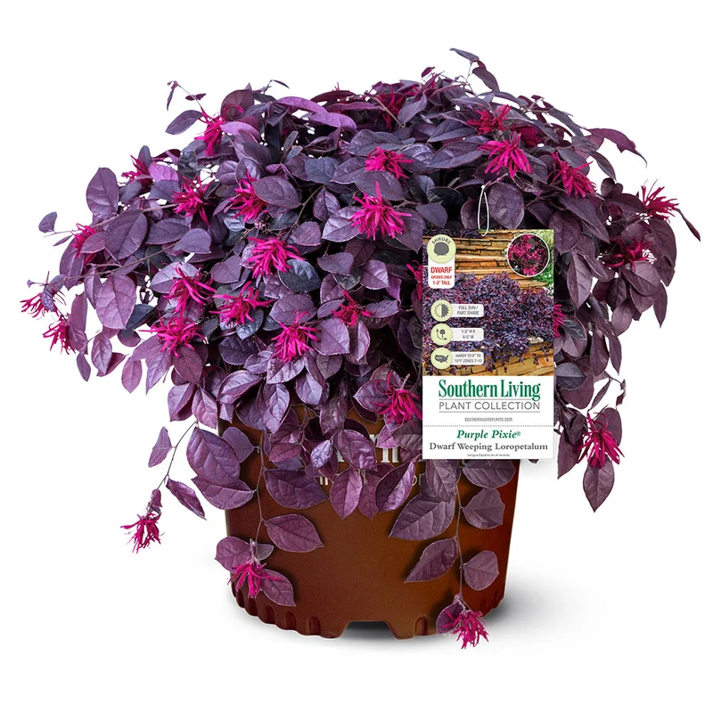 Southern Living® Purple Pixie® Dwarf Weeping Loropetalum