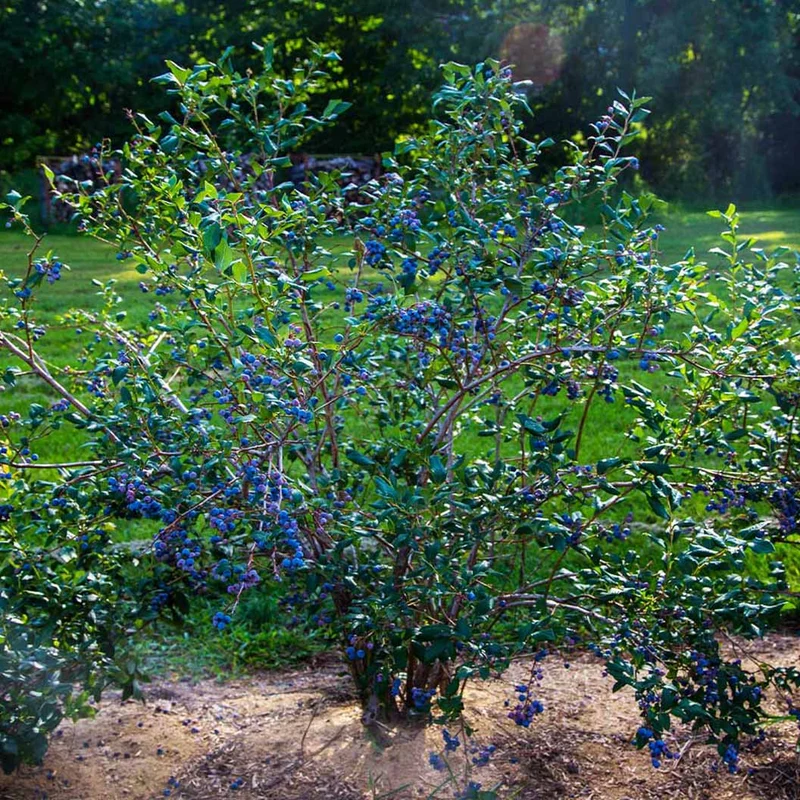 Sweetheart Blueberry Bush - USDA Organic