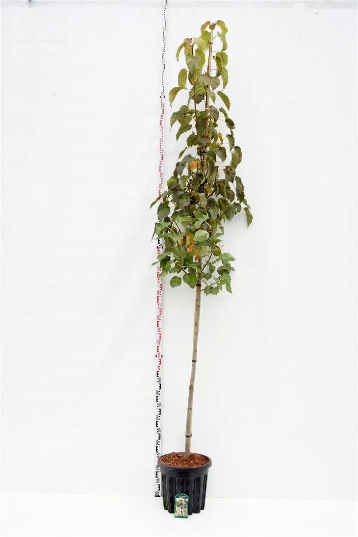 Davidia involucrata 200-225 cm rotklump