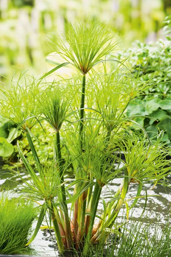 Cyperus percamenthus i planteringskorg 18x18 cm