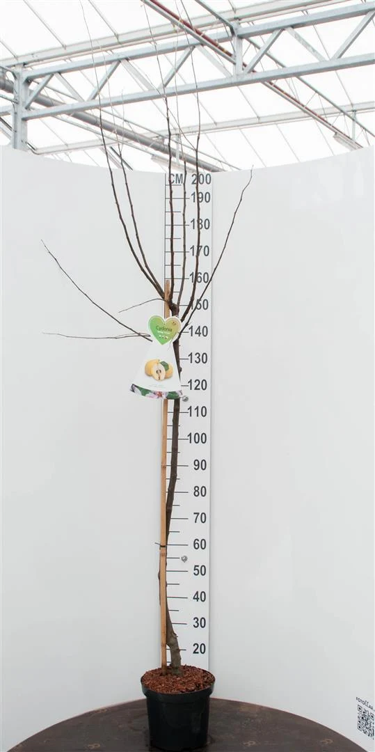 Cydonia o. 'Vranja' stamträd 8-10 cm, C25 (25 liters kruka)