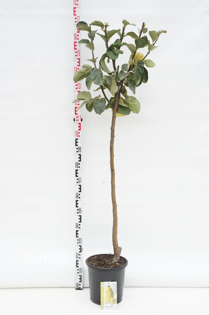 Cydonia oblonga 80 cm stam C10 (10 liters kruka)