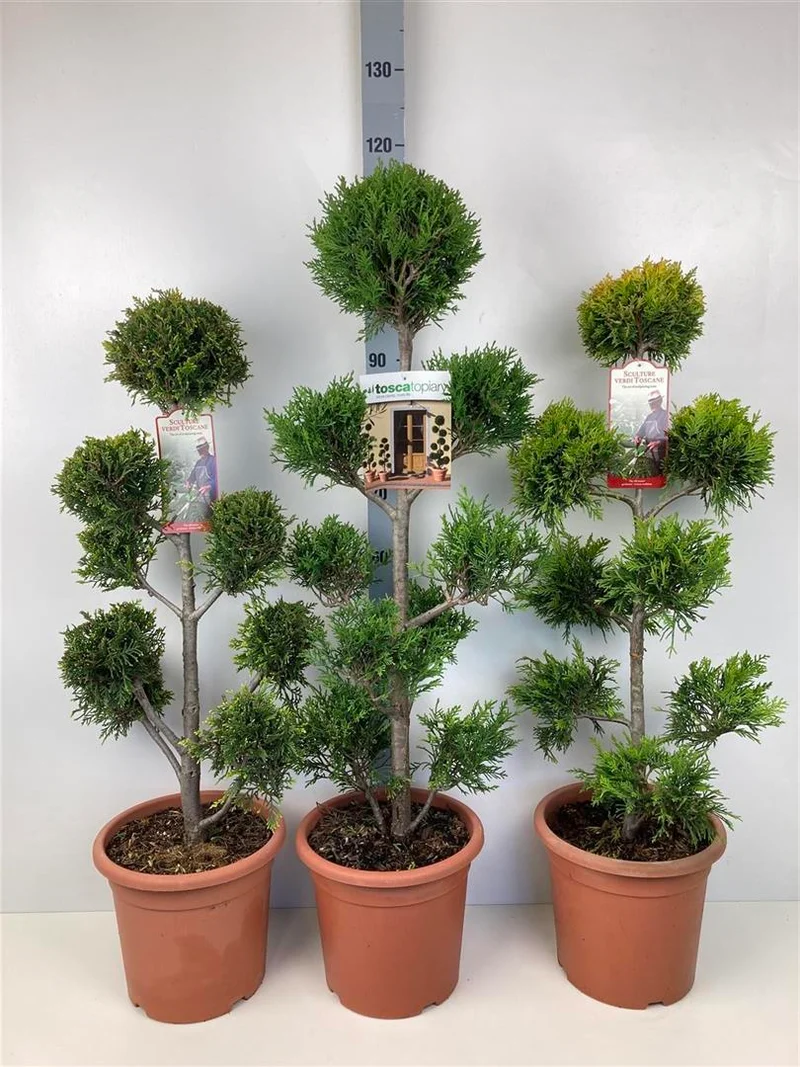 Cupressocyparis l. 'Gold Rider' C9 (9 liters kruka) Pompon