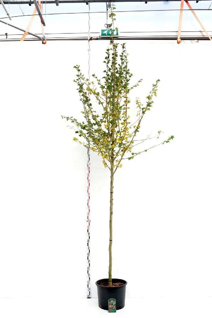 Crataegus media 'Paul's Scarlet' C20 (20 liters kruka) 175-200 cm