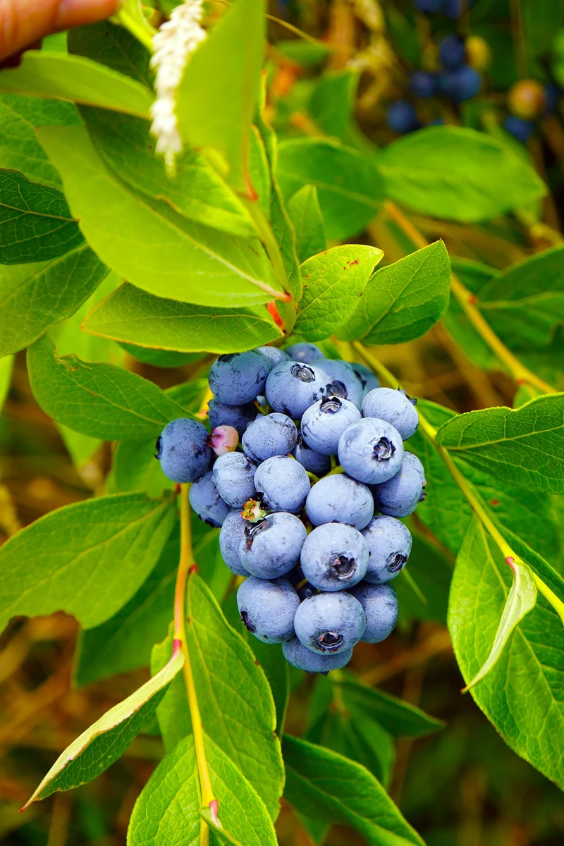 Vaccinium 'Pelle' E, 1-pack