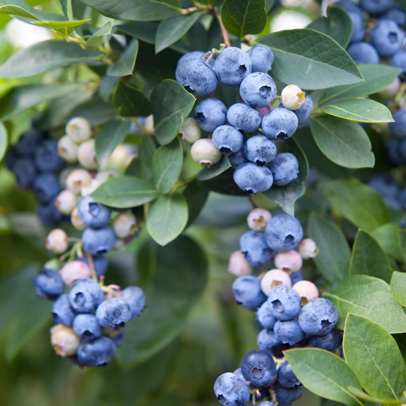 Vaccinium 'Olle', 3-pack