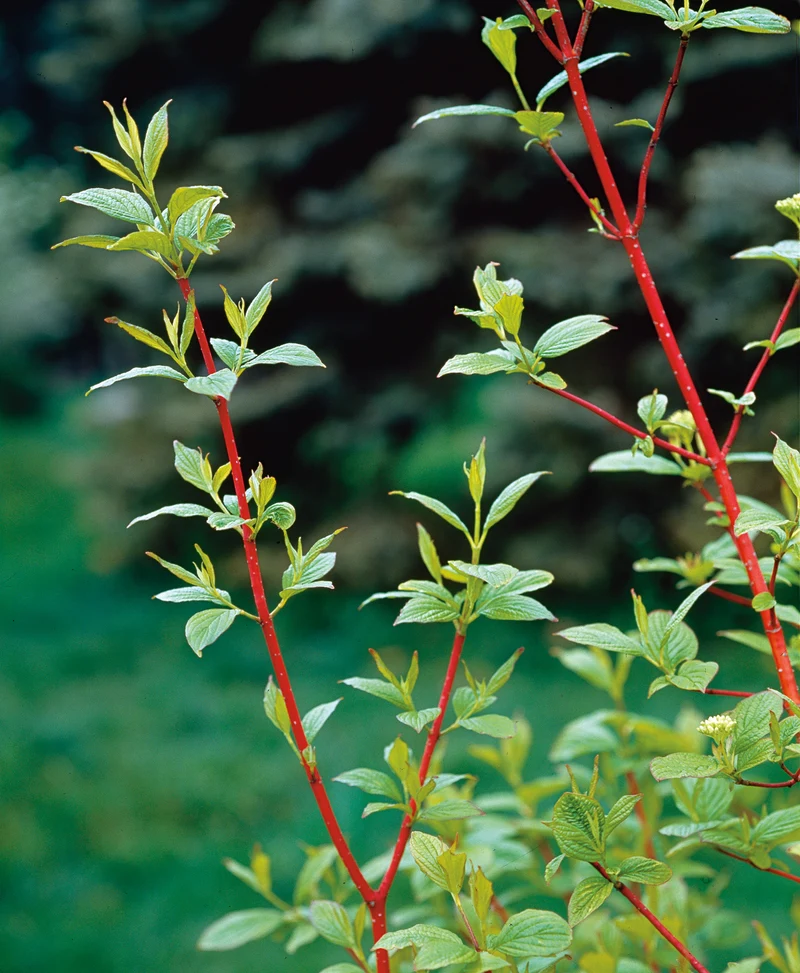 Cornus alba 'Sibirica', 3-pack