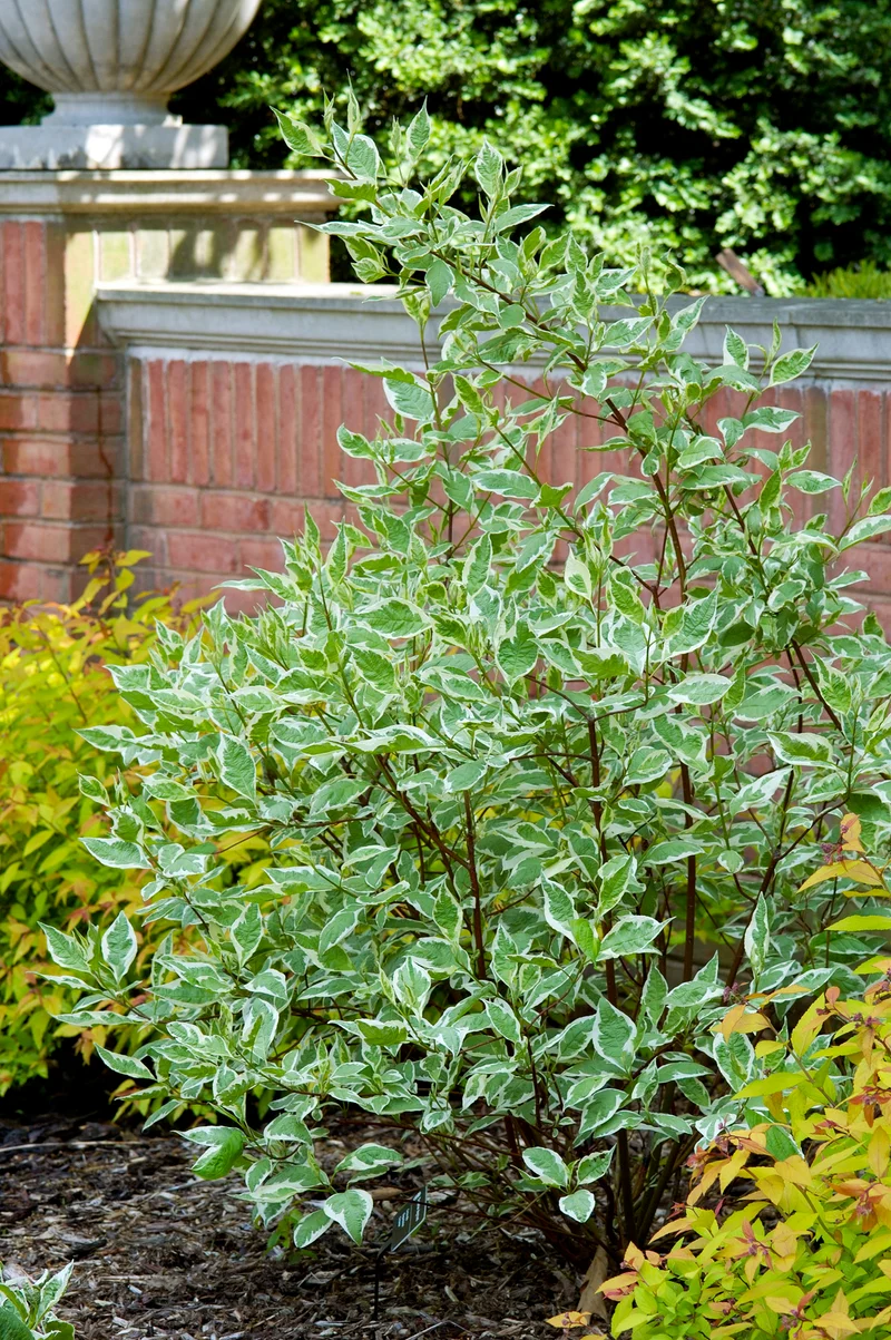 Cornus alba 'Elegantissima', 1-pack