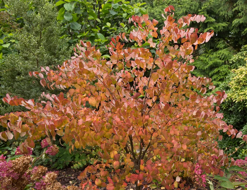 Cercidiphyllum japonicum, 1-pack