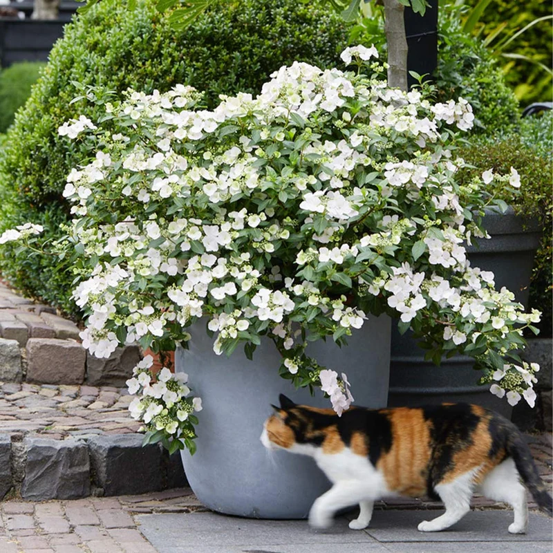 Proven Winners® Fairytrail Bride® Cascade Hydrangea