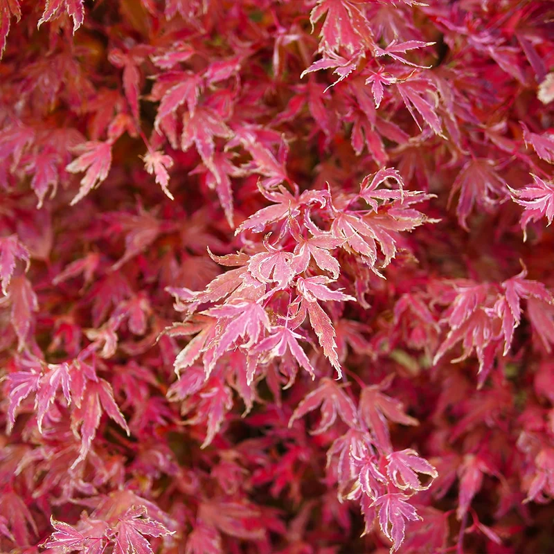 Proven Winners® Metamorphosa® Japanese Maple Tree
