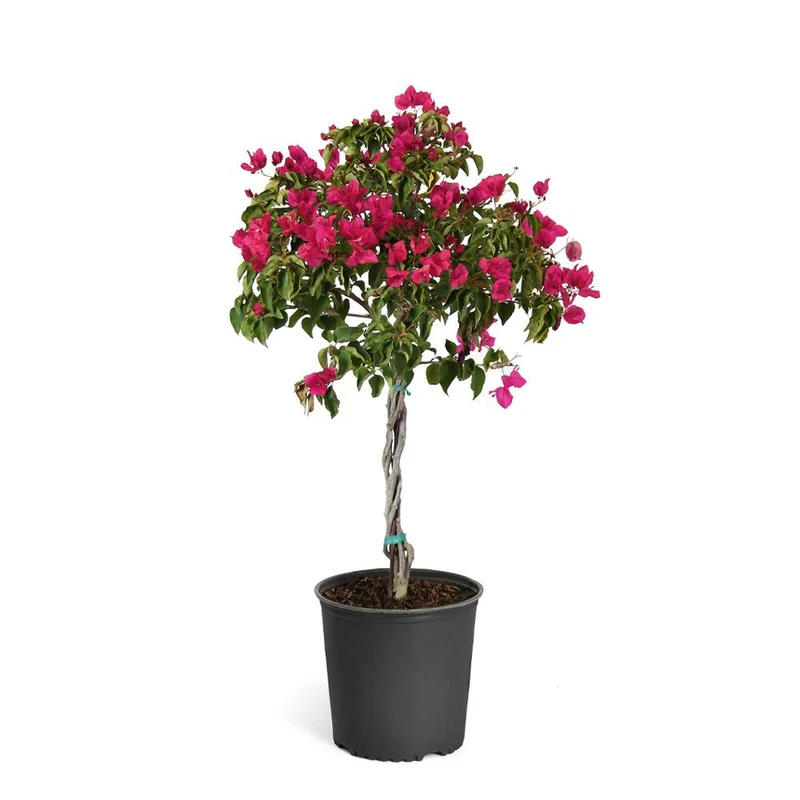 Barbara Karst Bougainvillea Tree