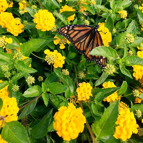 New Gold Lantana