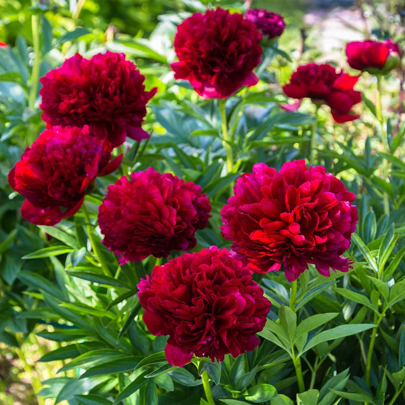 Red Charm Peony