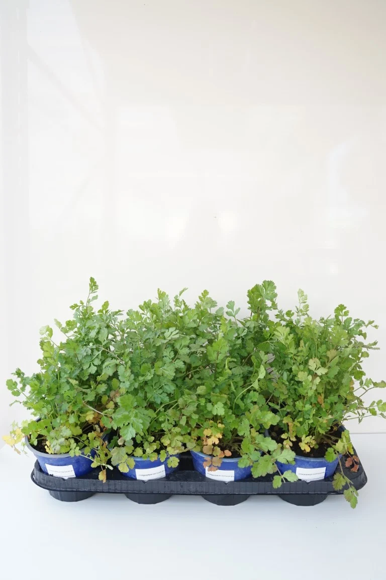Coriandrum sativum Ekologisk - C1 (1 liters kruka)