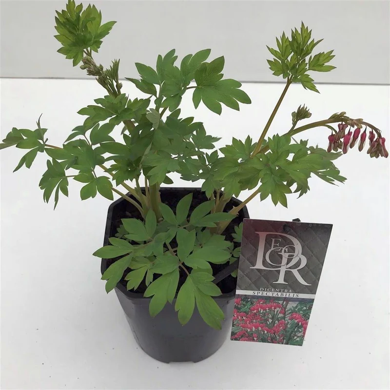 Dicentra spectabilis C2 (2 liters kruka / 17 cm kruka)