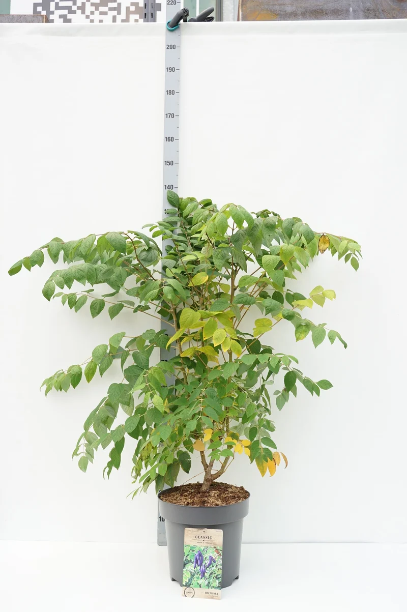 Decaisnea fargesii C35 (35 liters kruka) 150-175 cm