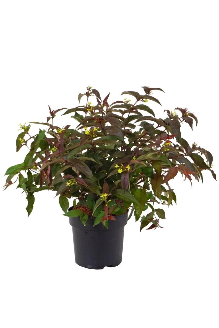 Diervilla splendens 'Diva' 40-60 cm, C5 (5 liters kruka)