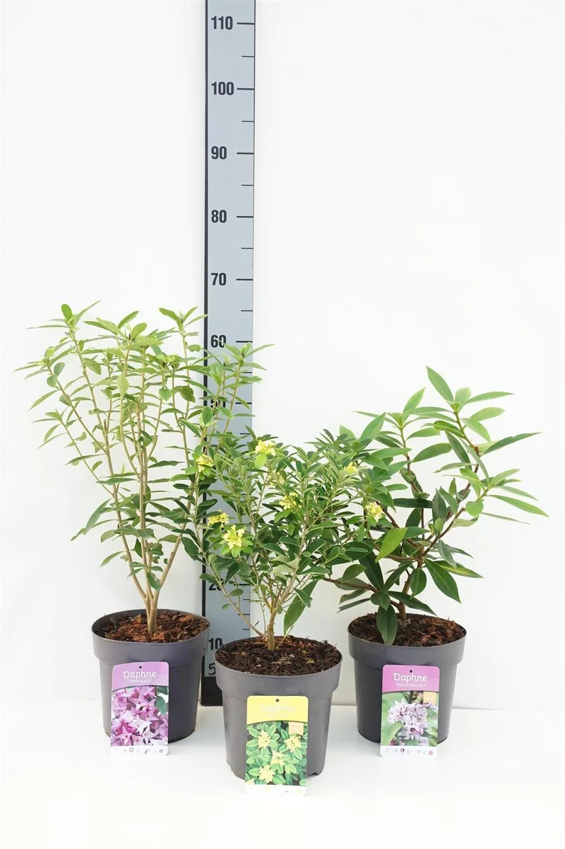 Daphne i sorter C3 (3 liters kruka) / 19 cm kruka 30-40 cm
