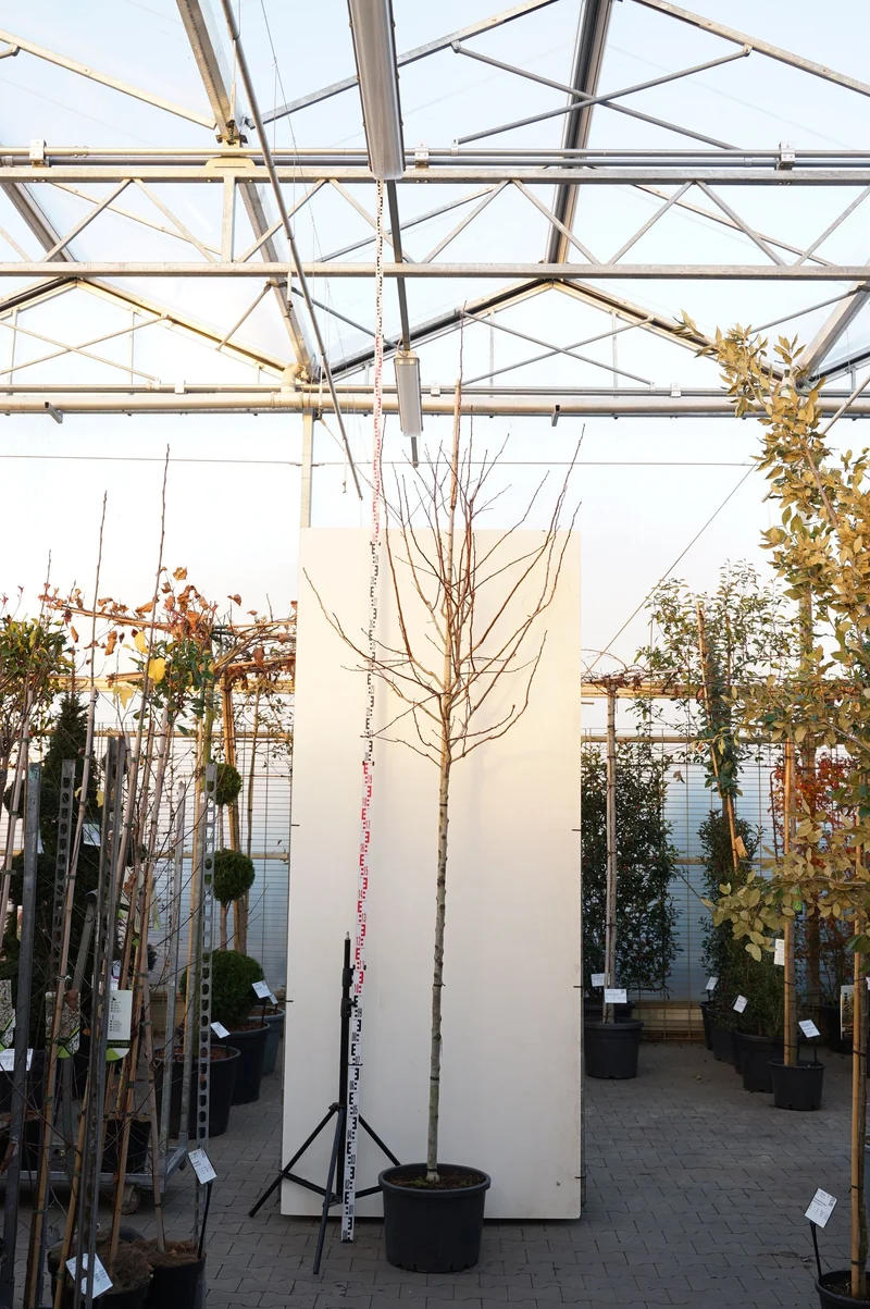 Crataegus persimilis 'Splendens' 10-12 cm C40 (40 liters kruka)