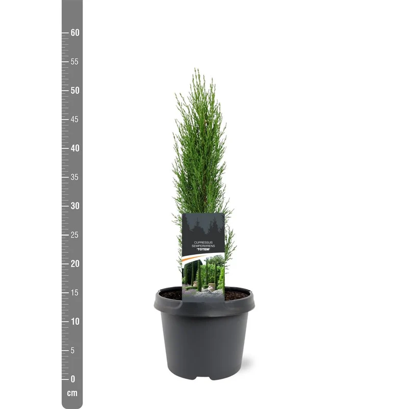 Cupressus sempervirens 'Totem' C3 (3 liters kruka) 30-40 cm