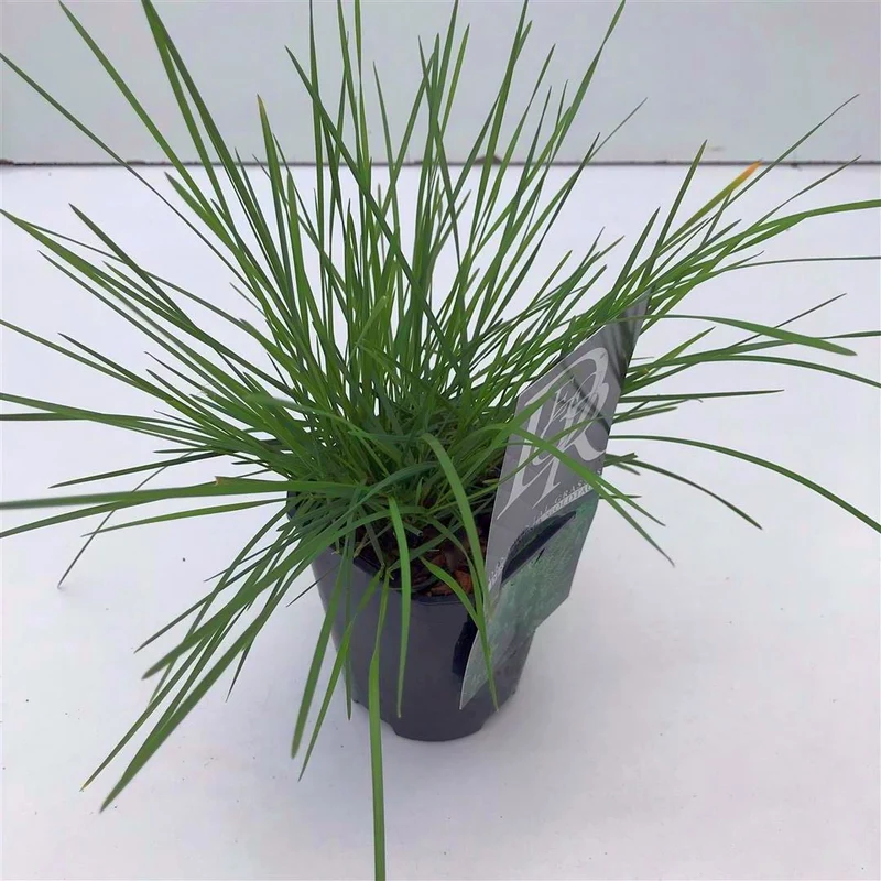 Deschampsia cesp. 'Goldtau' 9 cm kruka