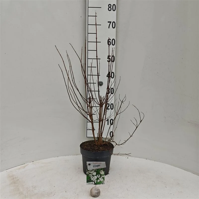 Deutzia crenata 'Pride of Rochester' C2 (2 liters kruka) 25-30 cm