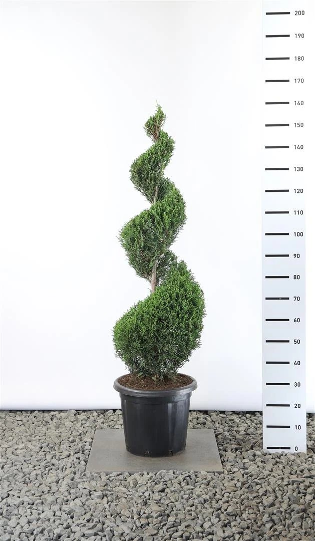 Cupressocyparis l. '2001' 125-150 cm C35 (35 liters kruka)