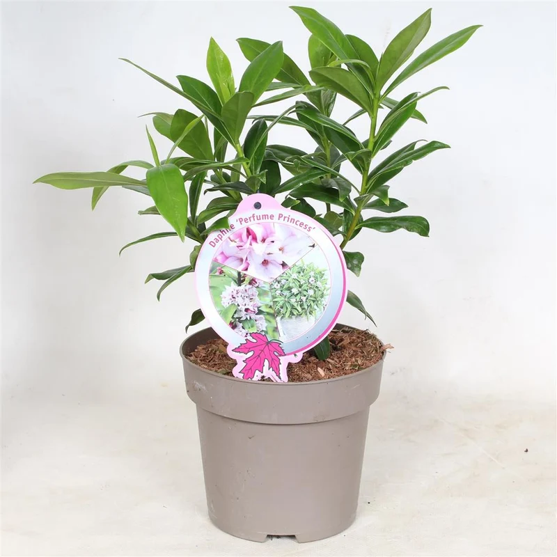 Daphne o. 'Perfume Princess' C2 (2 liters kruka)