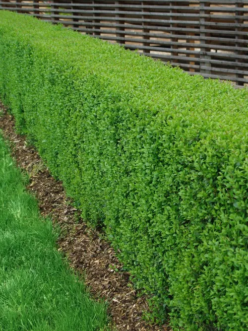 Ligustrum vulg. var. ital. 'Liga', 30-50 cm, 150-pack