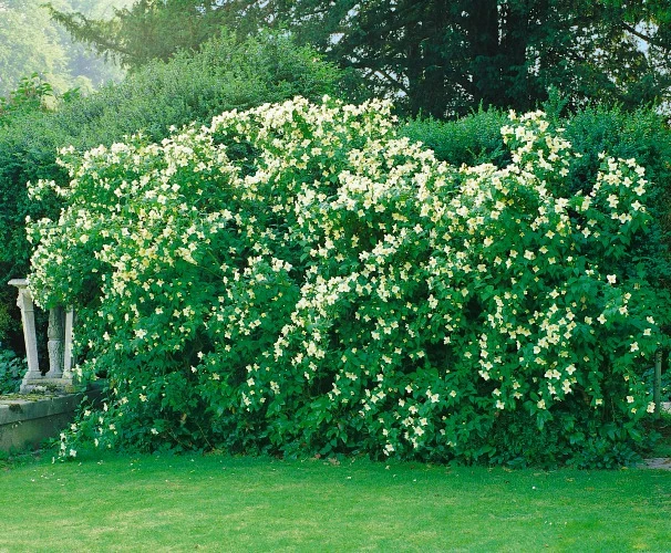 Philadelphus 'Mont Blanc', 80-100 cm, 100-pack-Goliat