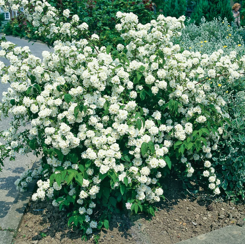 Doftschersmin 50-p barrotad 80-100cm