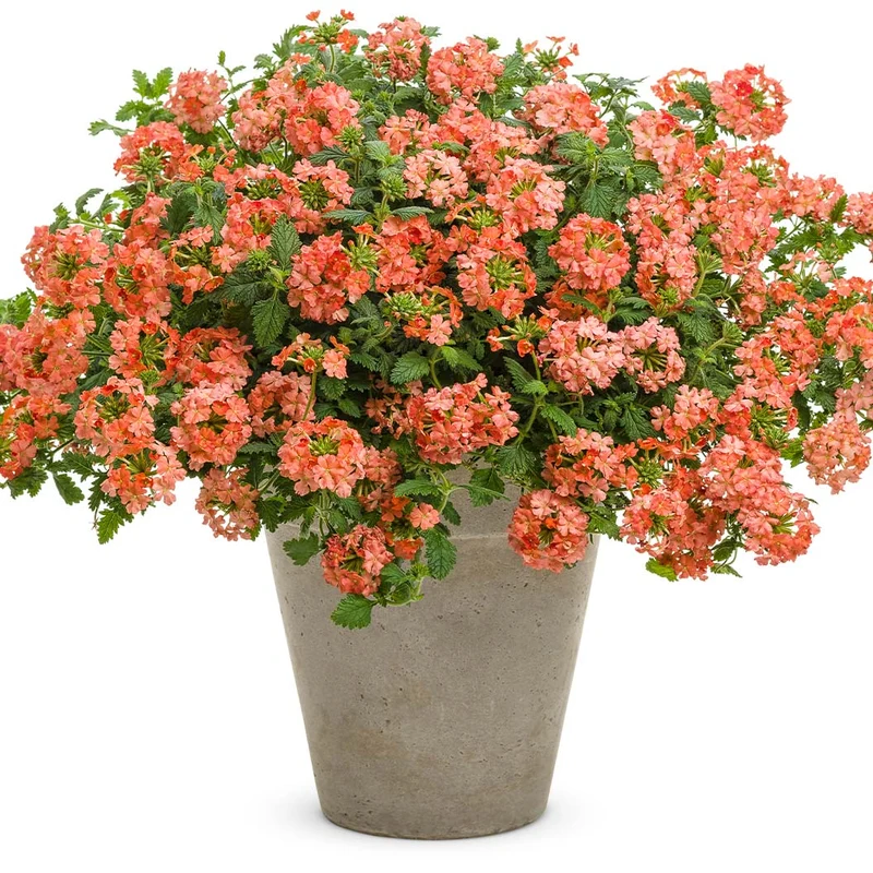 Proven Winners® Superbena Royale® Peachy Keen Verbena
