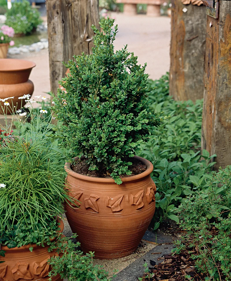 Buxus sempervirens, 30-40 cm, 3-pack