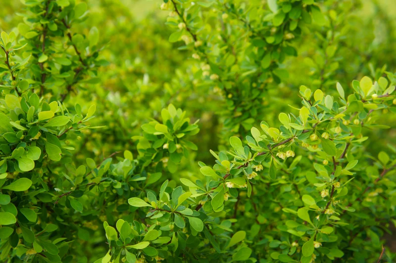 Berberis thunbergii, 3-pack