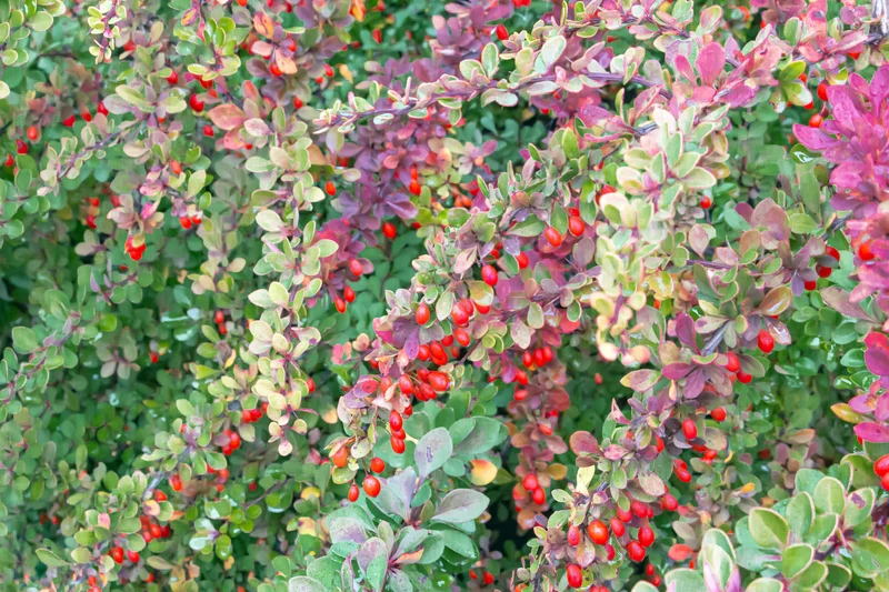 Berberis thunbergii, 10-pack