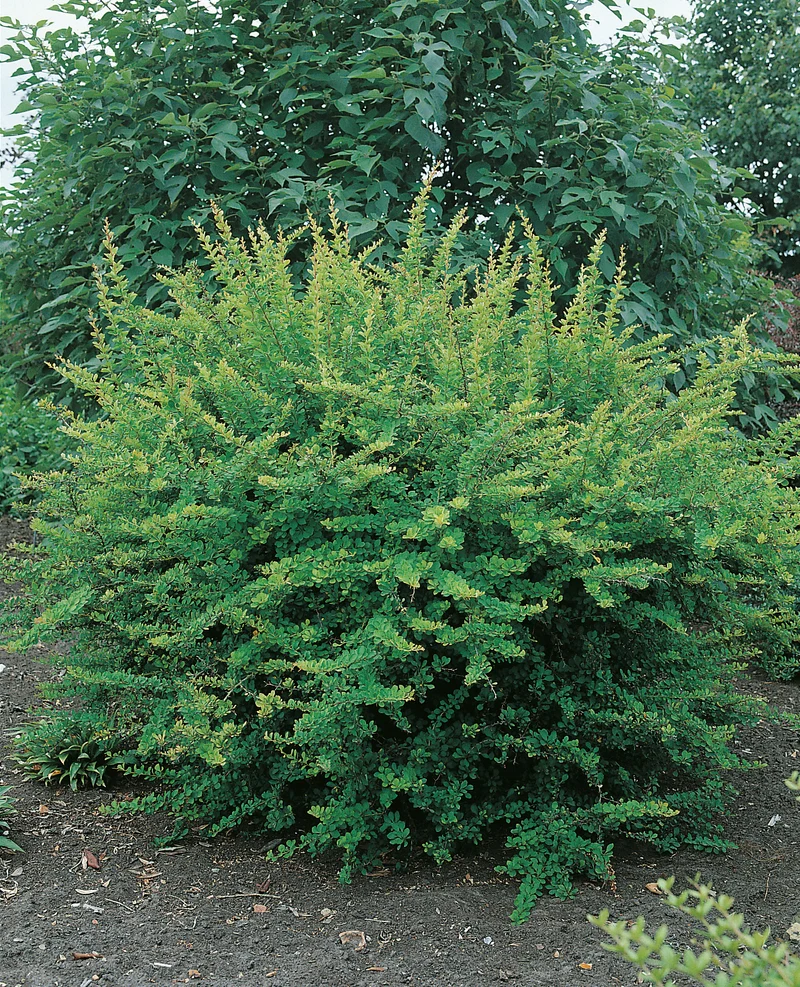 Berberis thunbergii, 1-pack
