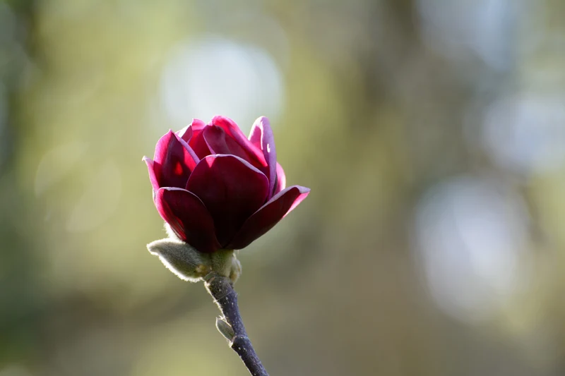 Magnolia 'Genie', 1-pack