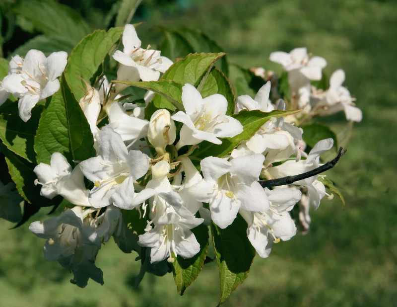 Weigela 'Bristol Snowflake', 5-pack