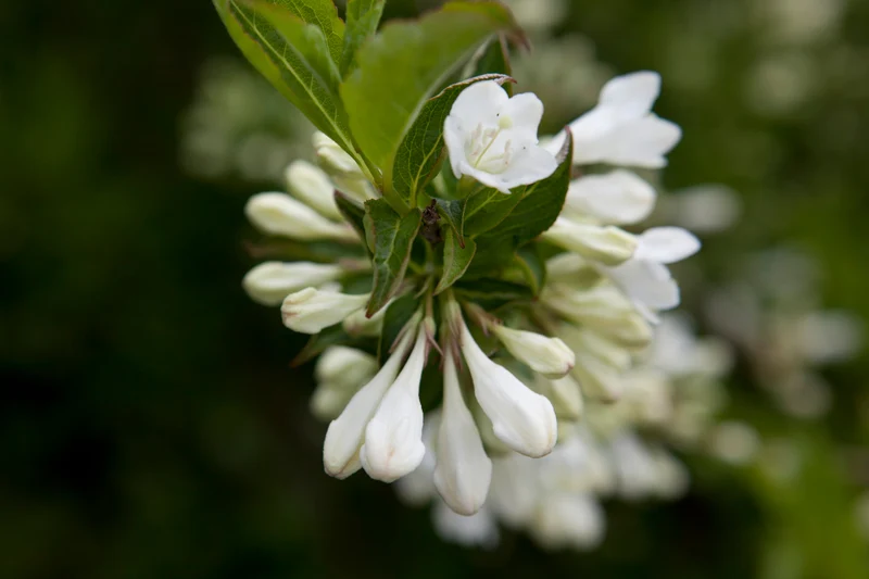 Weigela 'Bristol Snowflake', 3-pack