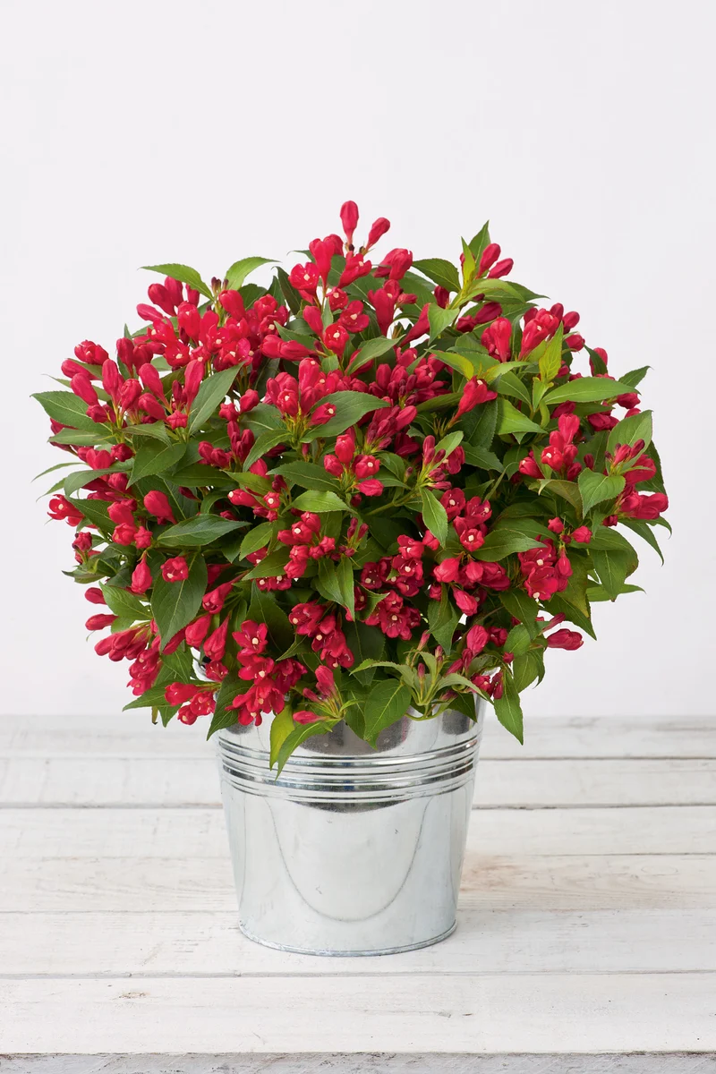 Weigela ALL SUMMER RED, 3-pack