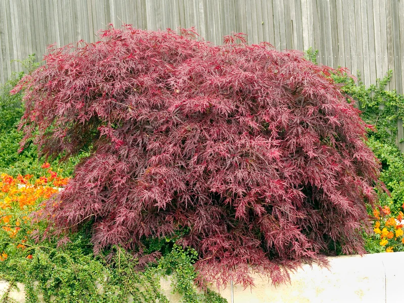 Acer palmatum 'Garnet', 3-pack