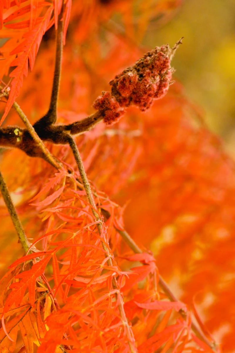 Rhus typhina TIGER EYES?, 3-pack