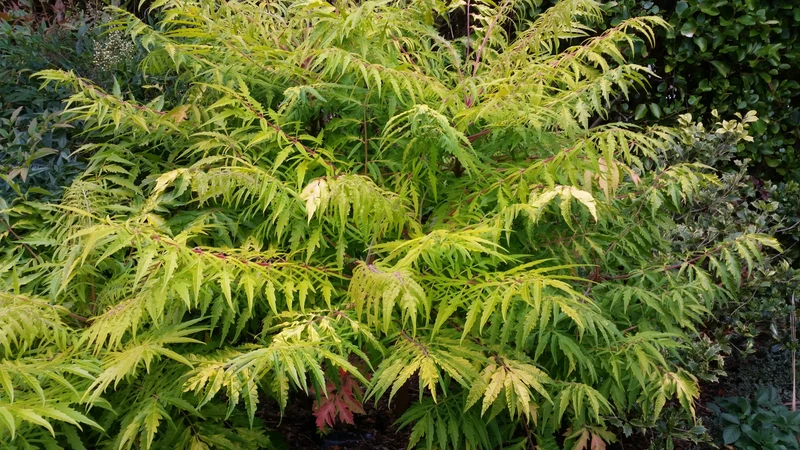 Rhus typhina TIGER EYES?, 1-pack