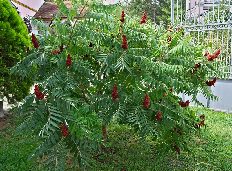 Rhus typhina, 5-pack