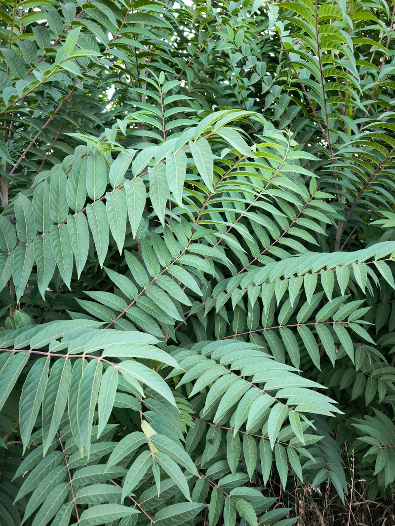 Rhus typhina, 3-pack